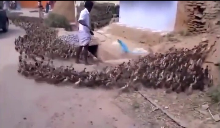 ものすごい数のアヒルを棒切れ一つで操る男