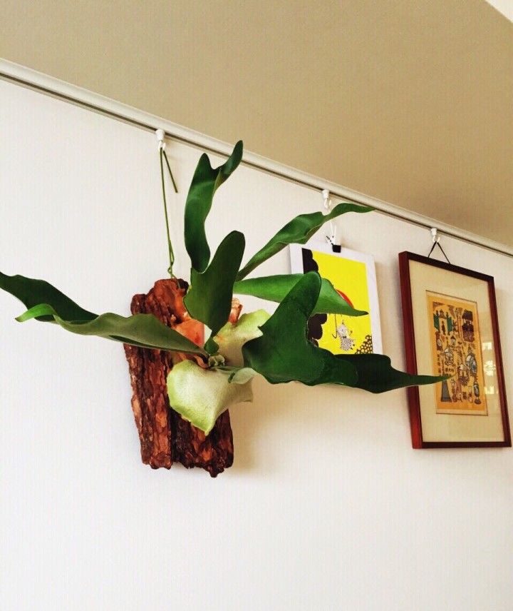 コウモリランを購入。購入場所は、オザキフラワーパーク。