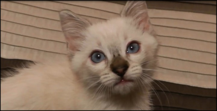 シーリングファンが気になって仕方ない猫