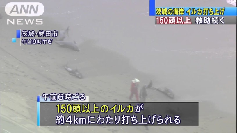 イルカ打ち上げは、地震の前兆？茨城・鹿嶋に海岸にイルカ150頭打ち上げられる