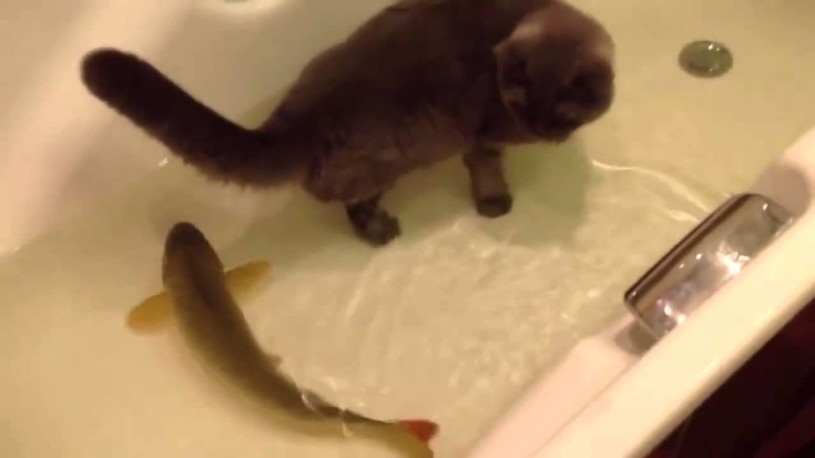 草食系の猫？こんなに近くにいるのに魚を捕まえることすら出来ない猫。