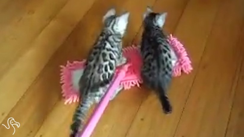 モップに乗る猫動画まとめ