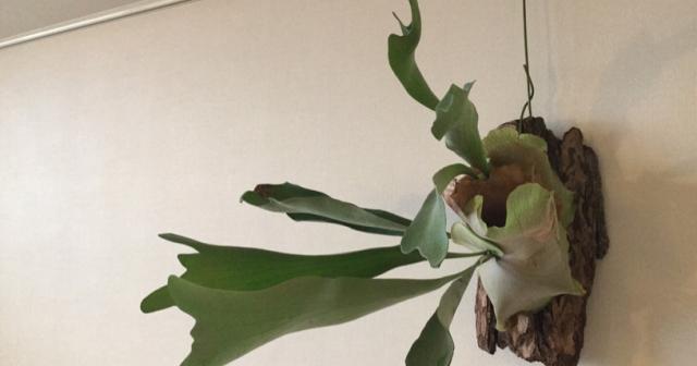 コウモリランが春になりすこし大きくなった。