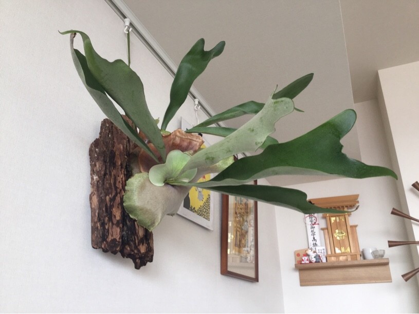 コウモリランの新しい葉が少し大きくなってきた。