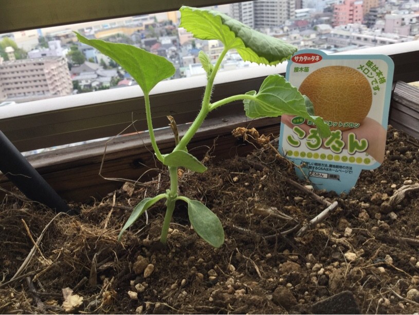 家庭でメロンカーテンが作れるころたんが届いた！