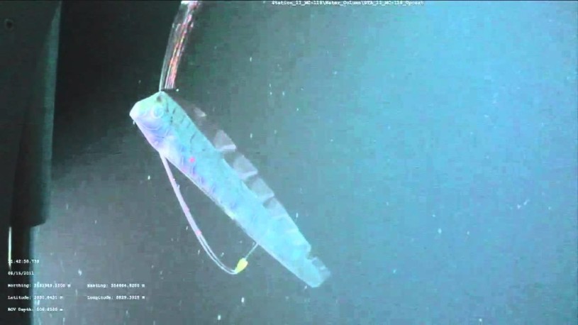 リュウグウノツカイが泳いでる動画。