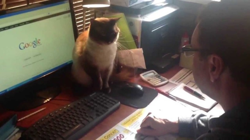 仕事をしようとマウスを触ろうとするともの凄い勢いで阻止する猫。