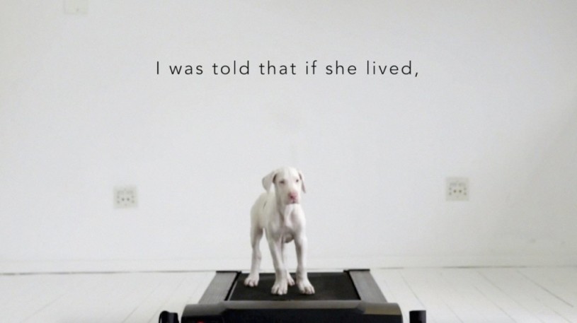 子犬の時から練習してランニングマシーンで走れるようになるまでをまとめた映像