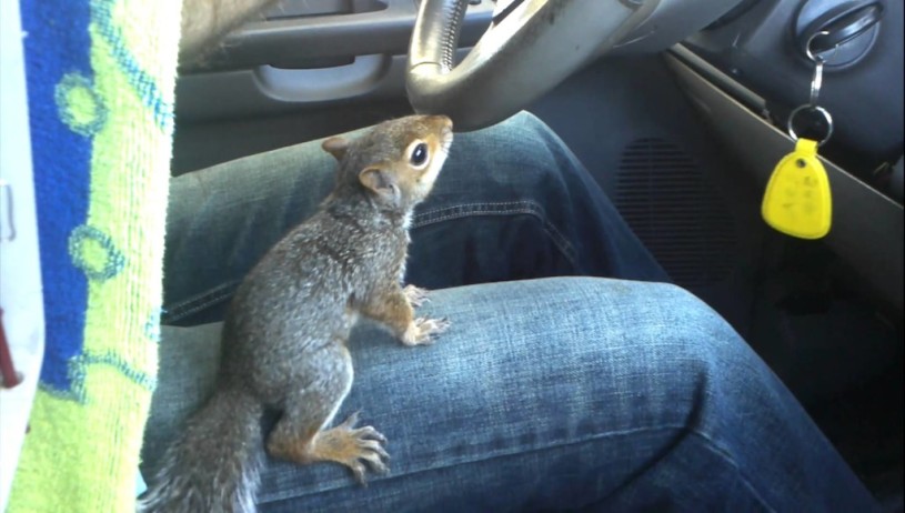 ドライブするリス。運転手の横に座りハンドルを操作。