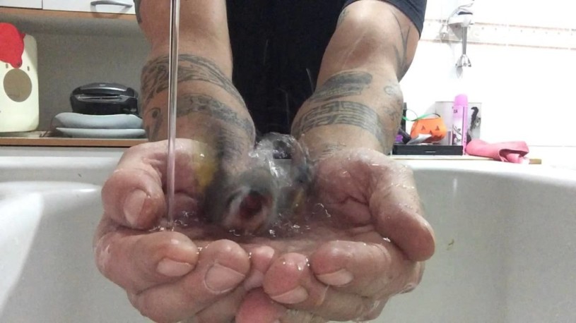 【動画】手の中で水浴びをする鳥