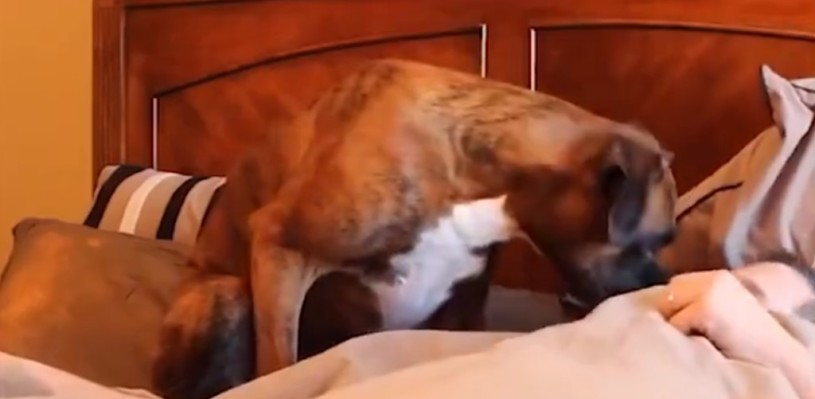 犬達が必死に飼い主さん達を起こしていく動画