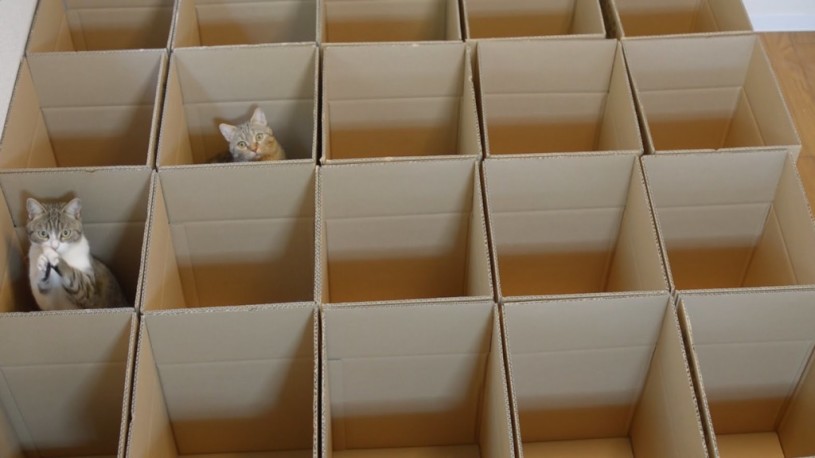 ダンボールをたくさん置いたら9匹の猫が大満足ｗｗｗｗｗ