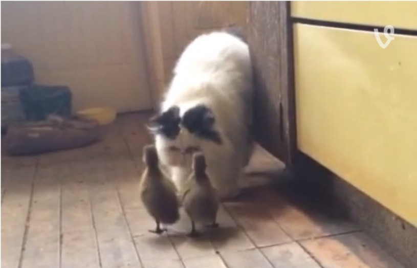 アヒルに追いかけられる猫。かわいいいいいいいwwwww