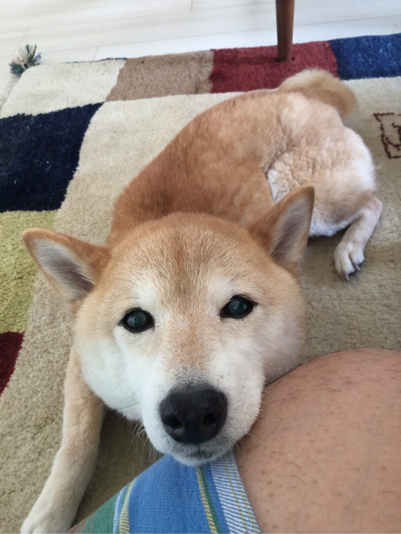 なでなでしてーと顔を足に乗せる柴犬