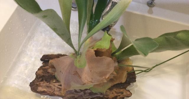 コウモリランの水のあげ方