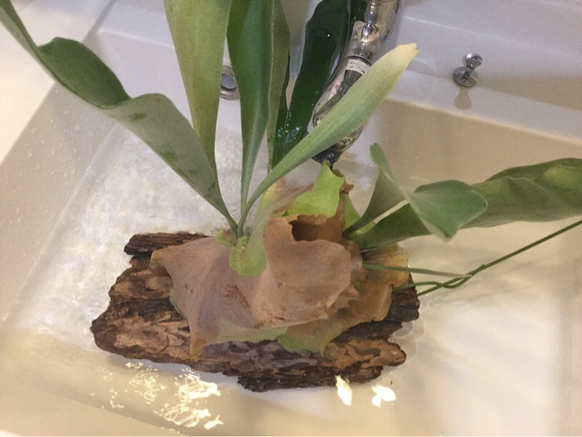 コウモリランの水のあげ方