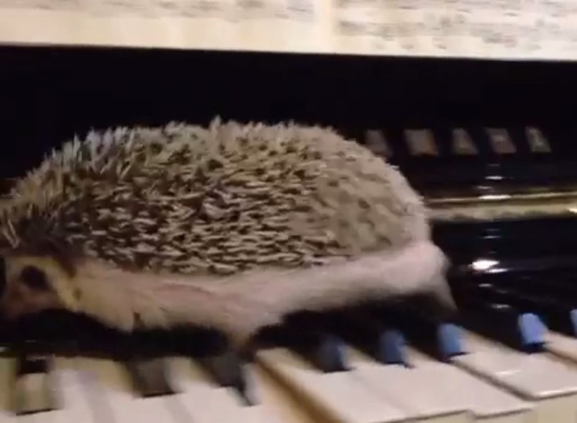 【動画】ハリネズミによるジャズの演奏