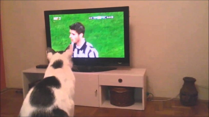 【動画】サッカー大好き猫。ボールの動きが気になって仕方ない猫