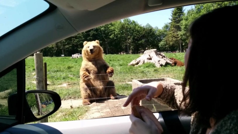 【動画】手をふる可愛いヒグマが、パンをナイスキャッチ！