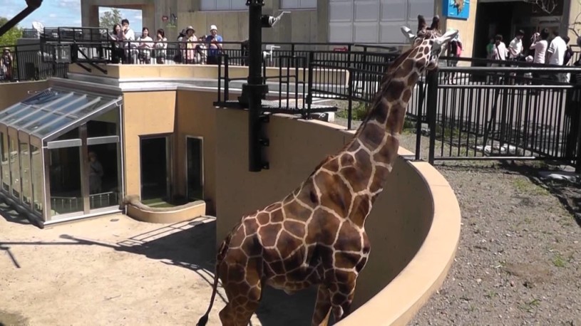 キリンは法律上、ペットとして飼育できる。これは日本国内で個人が飼育できる最大の陸上哺乳類である。