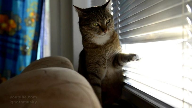 ブラインドを開けるの超おもしろじゃんｗｗｗｗｗ　猫がブラインドを開けるのにやみつきにｗｗｗｗ