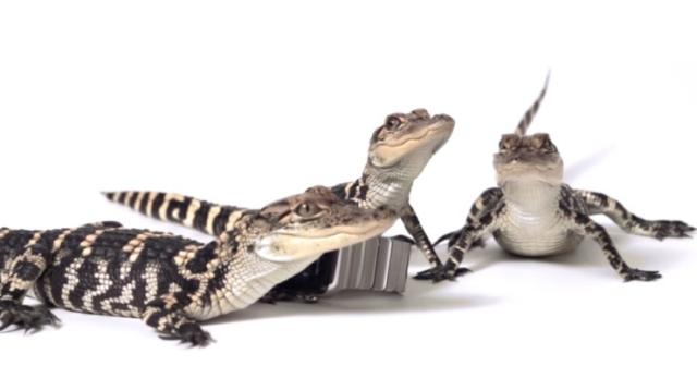 動物によるAppleWatchレビューｗｗｗｗ