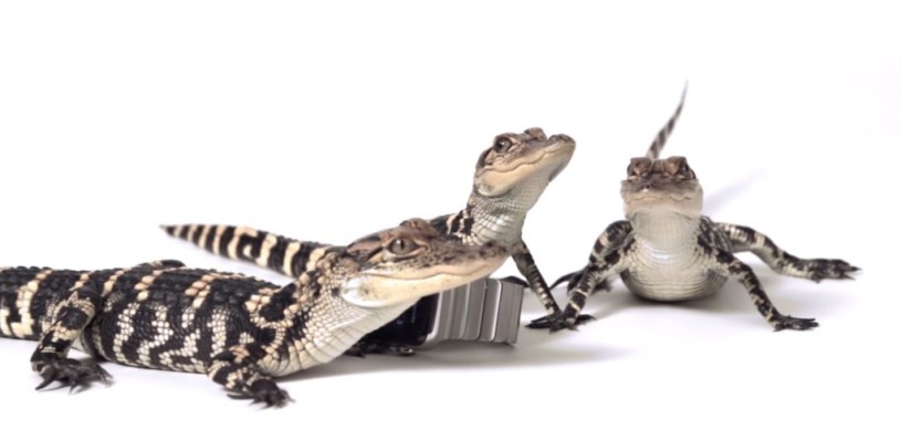 動物によるAppleWatchレビューｗｗｗｗ