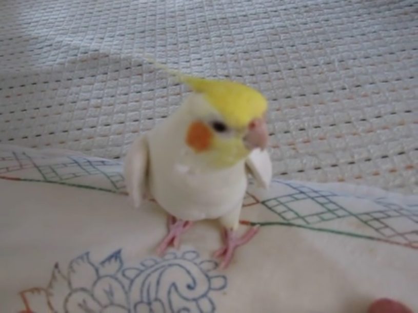 インコが歌う「となりのトトロ」がうますぎるwwwww
