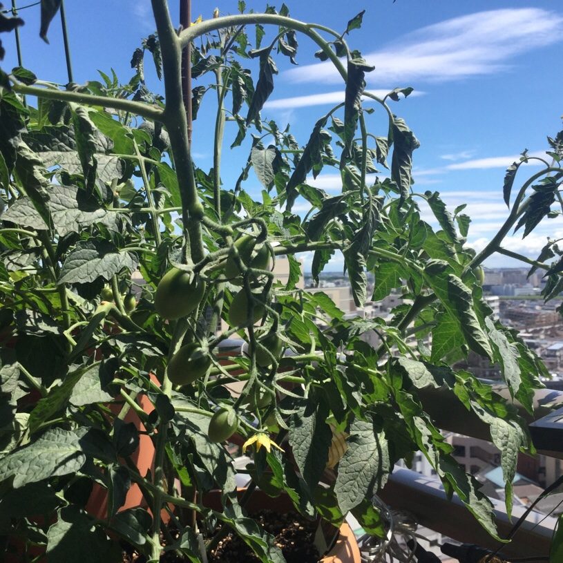 ミニトマトプランター栽培。実が出来てきました！受粉のコツは、電動歯ブラシ？