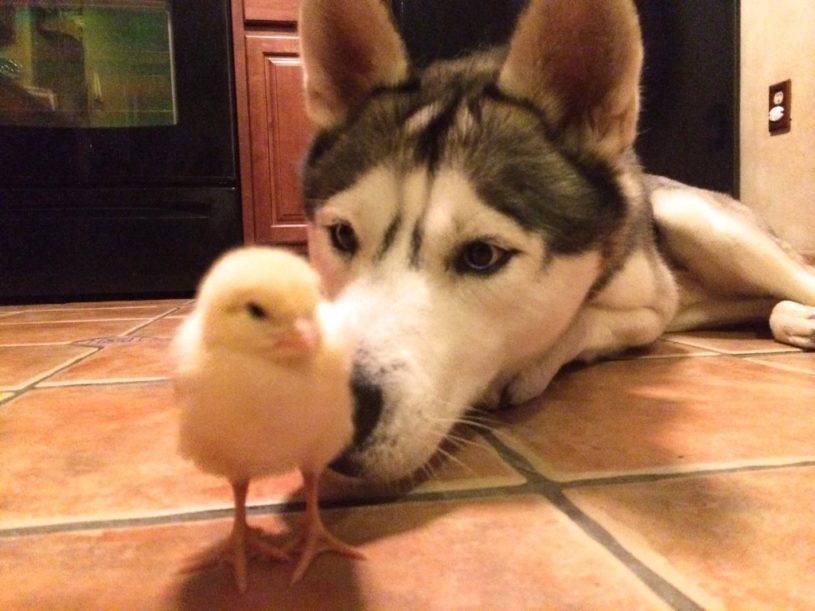 ひよこが大好きすぎるハスキー犬wwww可愛いいいいいｗｗｗ