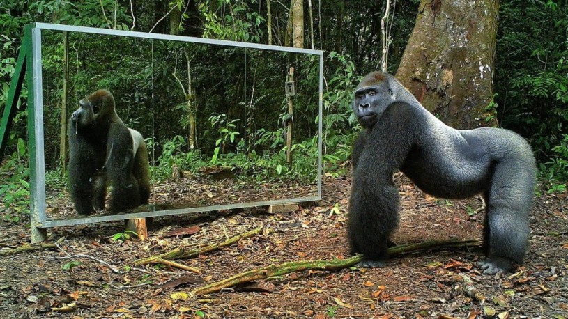 ジャングルに大きな鏡を置いた時の動物の反応wwwwww