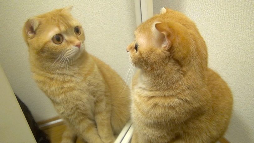 鏡の中に映る猫をみて鏡の中に猫がいると思い込んでいる猫の様子がかわいいい！