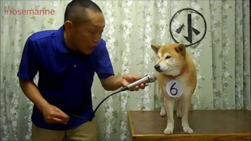 柴犬まりちゃんの小声コンテスト