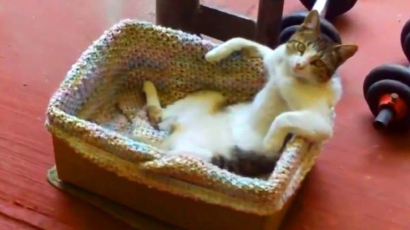 そうだ。週末なので猫の動画を見て仕事をはかどらせてさっさと帰ろう。