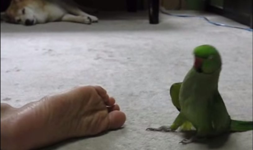 足が臭すぎてのけぞるインコ。