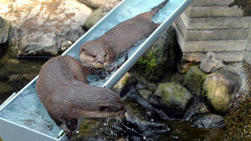 流しカワウソ はじめました 市川市動植物園　2015年　カワウソかわいすぎてやばいｗｗｗ