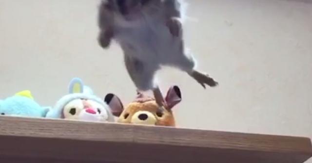 スローモーションで撮影されたリスのジャンプ動画！かっこいい！！