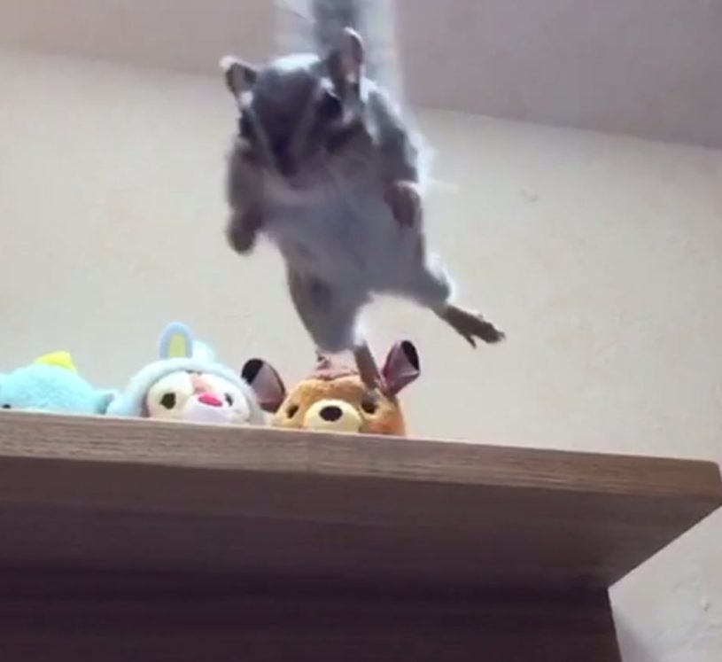スローモーションで撮影されたリスのジャンプ動画！かっこいい！！