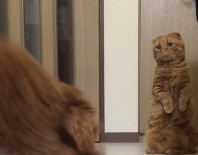 可愛すぎるｗｗｗｗ　マンチカンとトイプードルのボールに対する反応の違いｗｗｗｗ