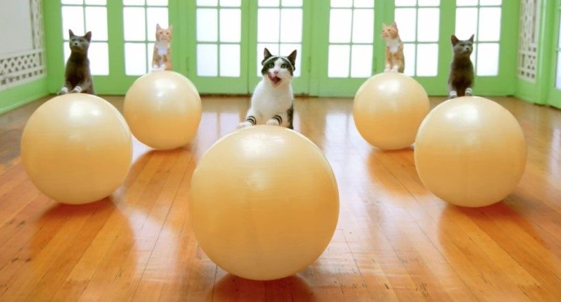 猫達も人間と同じようにダイエットエキササイズをはじめたようだぞｗｗｗｗｗｗ