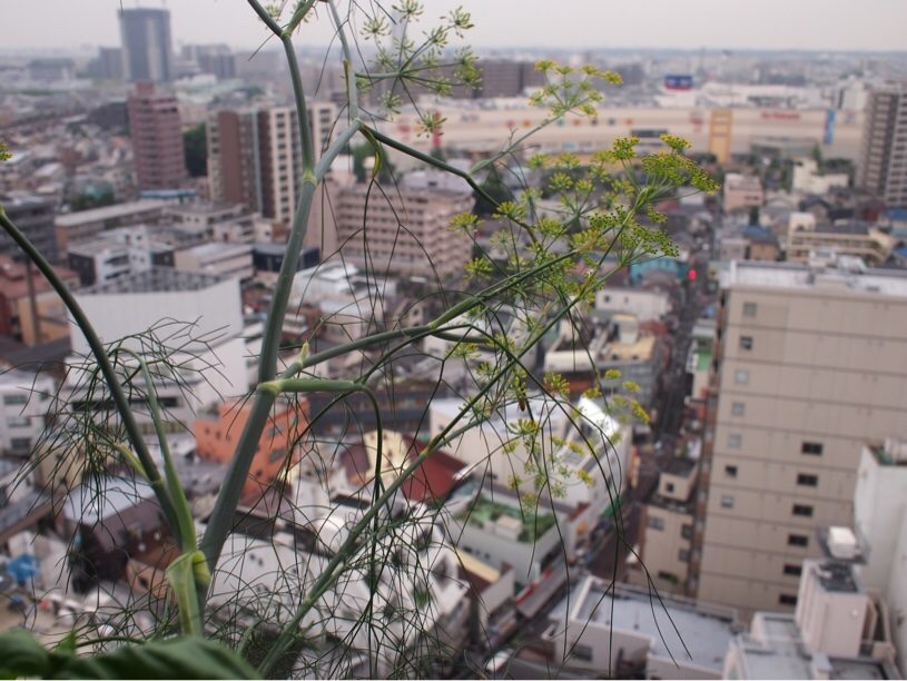 蜂は、いた。高層階に蜂は、いる
