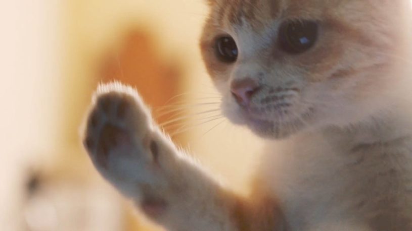 YouTube を、テレビへ映した結果。猫がテレビに飛びついたｗｗｗｗｗ