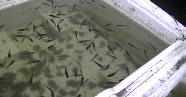 大量のぼうふらの中にメダカを入れてみた結果。ボウフラはパニック！バクバク食べるメダカ達！えらいぞメダカ！