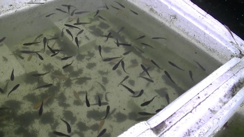 大量のぼうふらの中にメダカを入れてみた結果。ボウフラはパニック！バクバク食べるメダカ達！えらいぞメダカ！