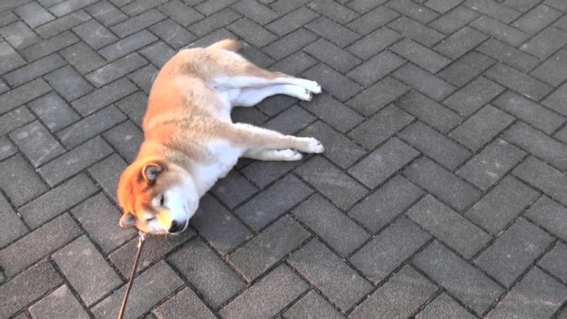 柴犬がお散歩から帰りたくなくて駄々をこねている動画