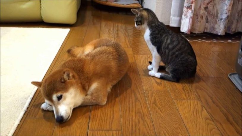 柴犬にそっと毛づくろいをする猫、仲良しで可愛いね〜