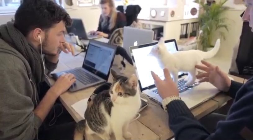 こんな職場で働きたい！猫だらけの職場。オランダにある猫グッズ販売会社の普段の光景が羨ましすぎるwww