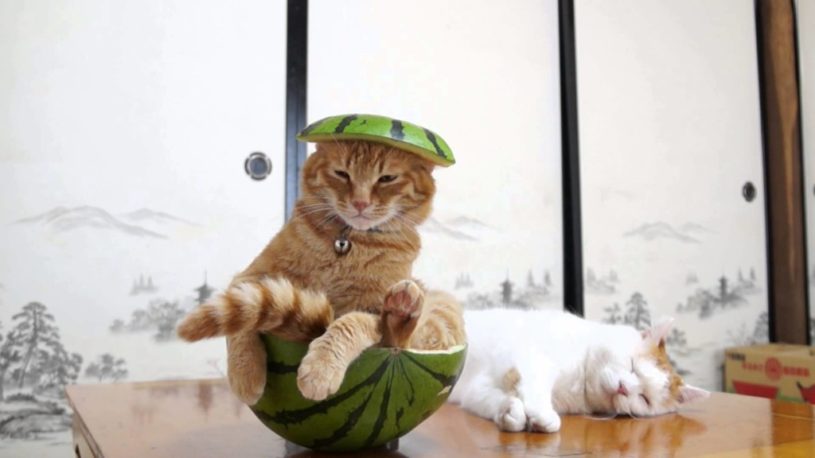 サザエさんのオープニングの曲でスイカに挟まれている”たま”実際にやってみた結果ｗｗｗ