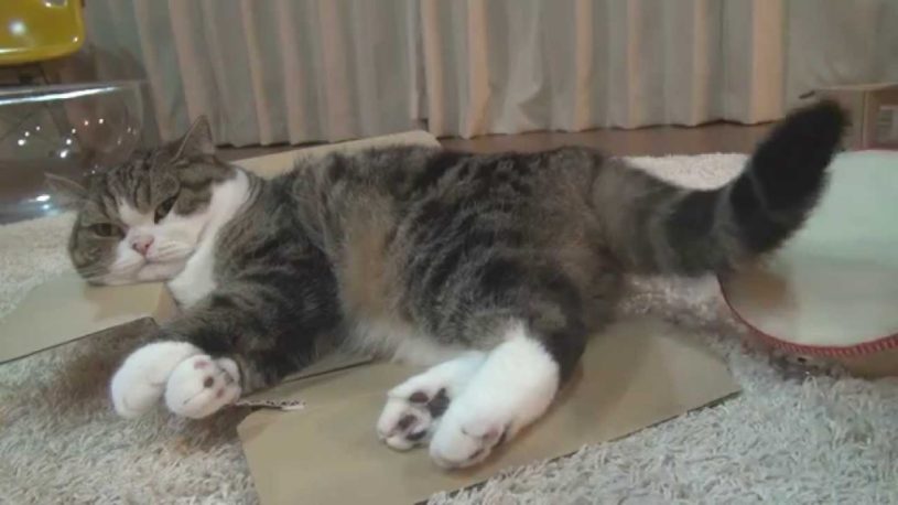 タンバリンを上手に叩く猫。鮮やかな尻尾での演奏です。