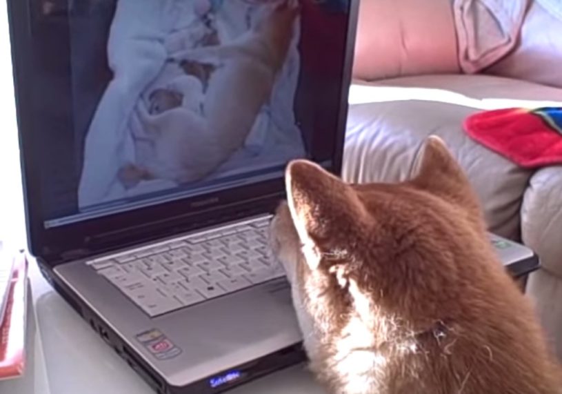 パソコンに映しだされた柴犬の赤ちゃんに釘付けになる柴犬。